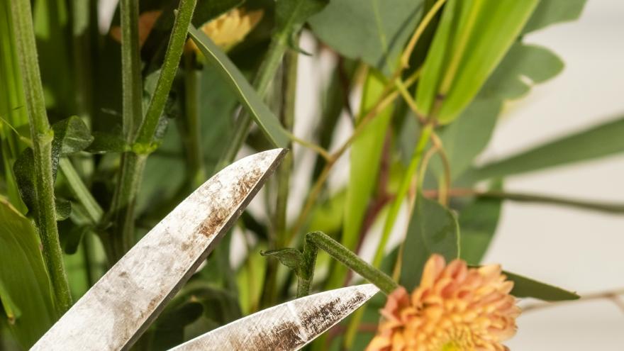 schaar knipt bloem