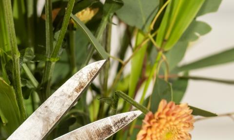 schaar knipt bloem